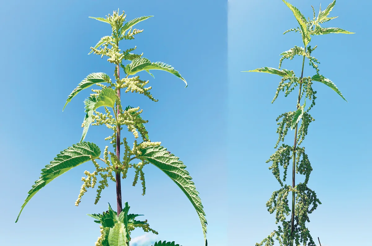 Brennnesseln Brennnesseln sind ein Superfood – für Mensch und Tier