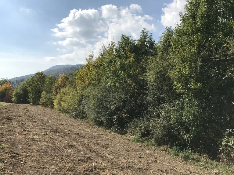 0431066548f9fac894a393370683d2e00e798e82 Der neue Verein wird mit einem Heckentag die Biodiversität fördern. (Bild lid/jr)