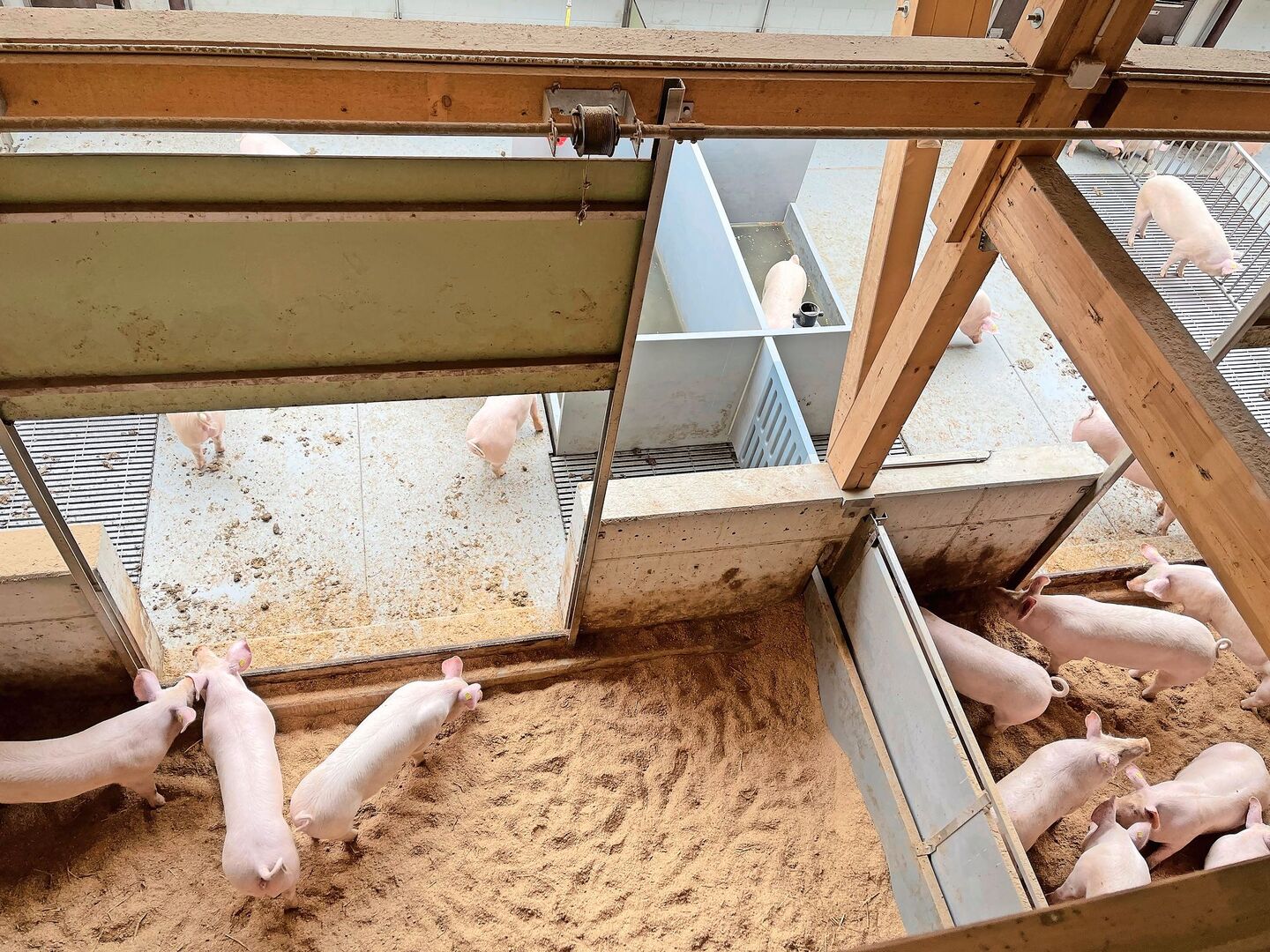 Tierwohl im Trüllental von der Zuschauergalerie aus beobachtet: Auslauf mit Pool (hinten Mitte) und Wühlbereich.
