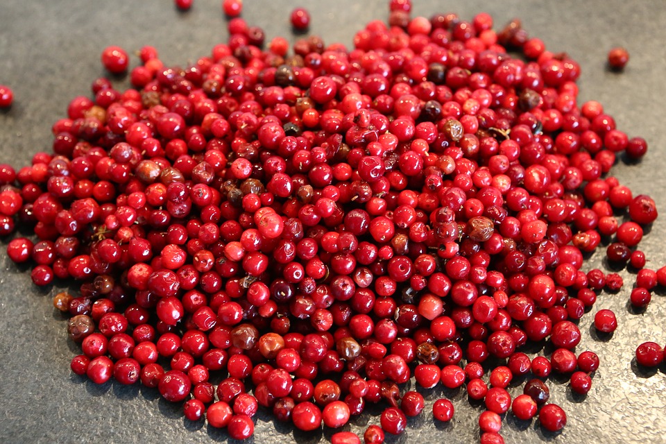 Preiselbeeren (Bild) und Bärlauch können offenbar einen positiven Einfluss auf die Darmgesundheit von Schweine haben, wie ein dänisches Forschungsprojekt zeigt. (Bild Pixabay)