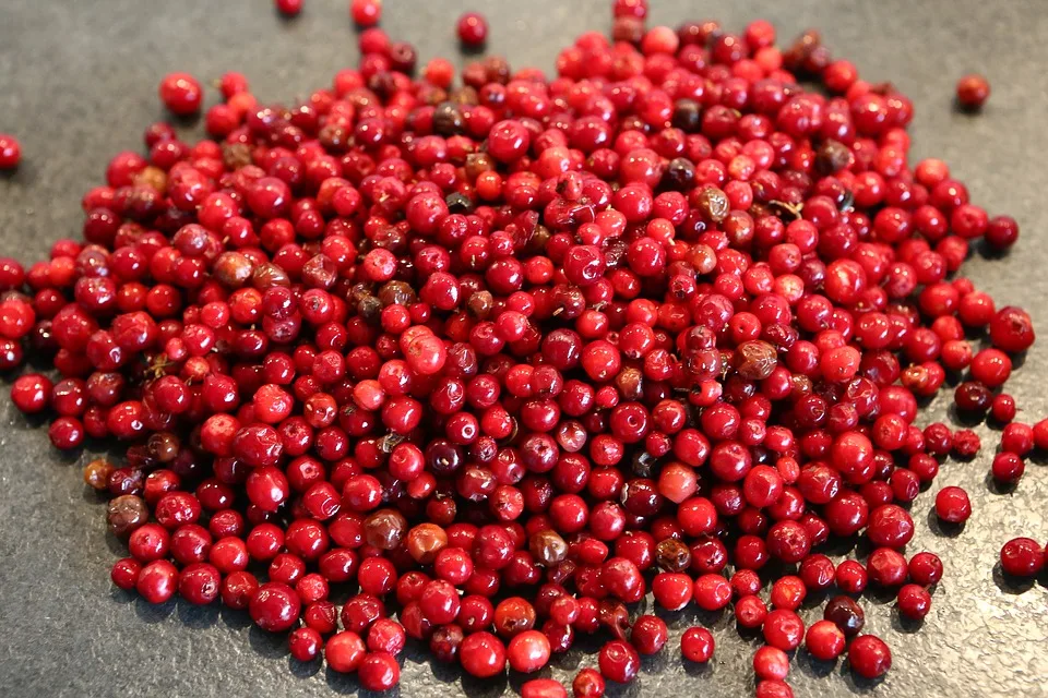 b57e2acf84fb00d919d8a8f7bb3238c262a7379c Preiselbeeren (Bild) und Bärlauch können offenbar einen positiven Einfluss auf die Darmgesundheit von Schweine haben, wie ein dänisches Forschungsprojekt zeigt. (Bild Pixabay)