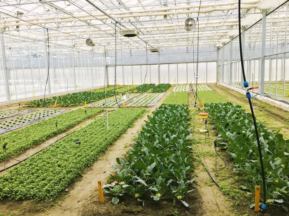 a314d0f1de2aae37c86b7cb5a292035e486c430b Das Forschungsprojekt «Greenresilient» widmet sich der Förderung von Diversität in Bio-Gewächshäusern.(Bild Sandrine Eberle)