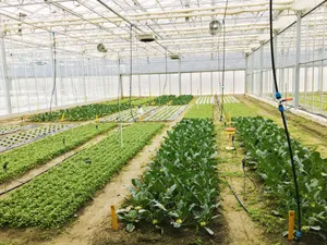 Das Forschungsprojekt «Greenresilient» widmet sich der Förderung von Diversität in Bio-Gewächshäusern.(Bild Sandrine Eberle)