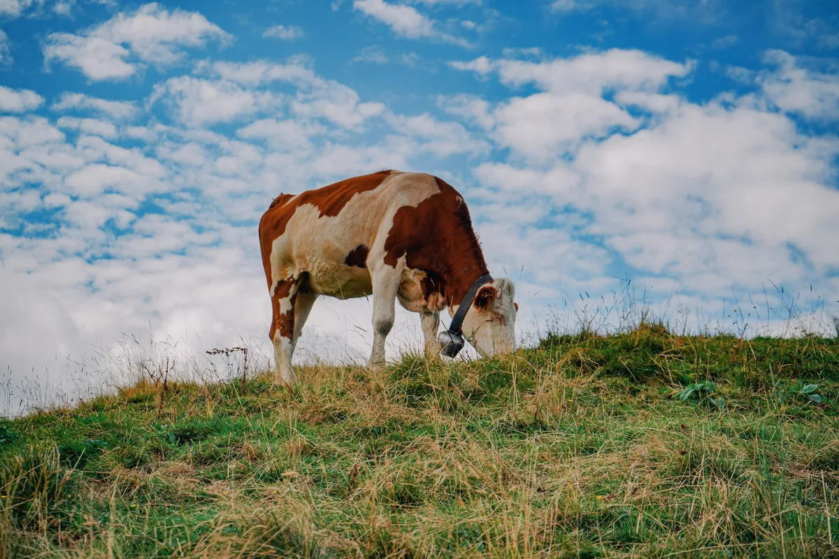 Rind-Alp_unsplash Stabile Tierbestände auf den Alpen