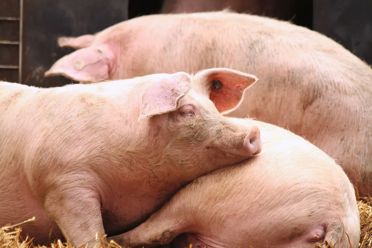 3b2b3507fc364605d132c7d8cef8808119f4ec21 Ein gutes Stallklima mit einer effektiven Hitzebekämpfung kostet den Schweinehalter Geld. Aber die Investition zahlt sich aus. Denn Infektionskrankheiten wie Rotlauf und Verhaltensstörungen wie Schwanzbeissen führen zu hohen Verlusten. (Bild Verena Stürzer)
