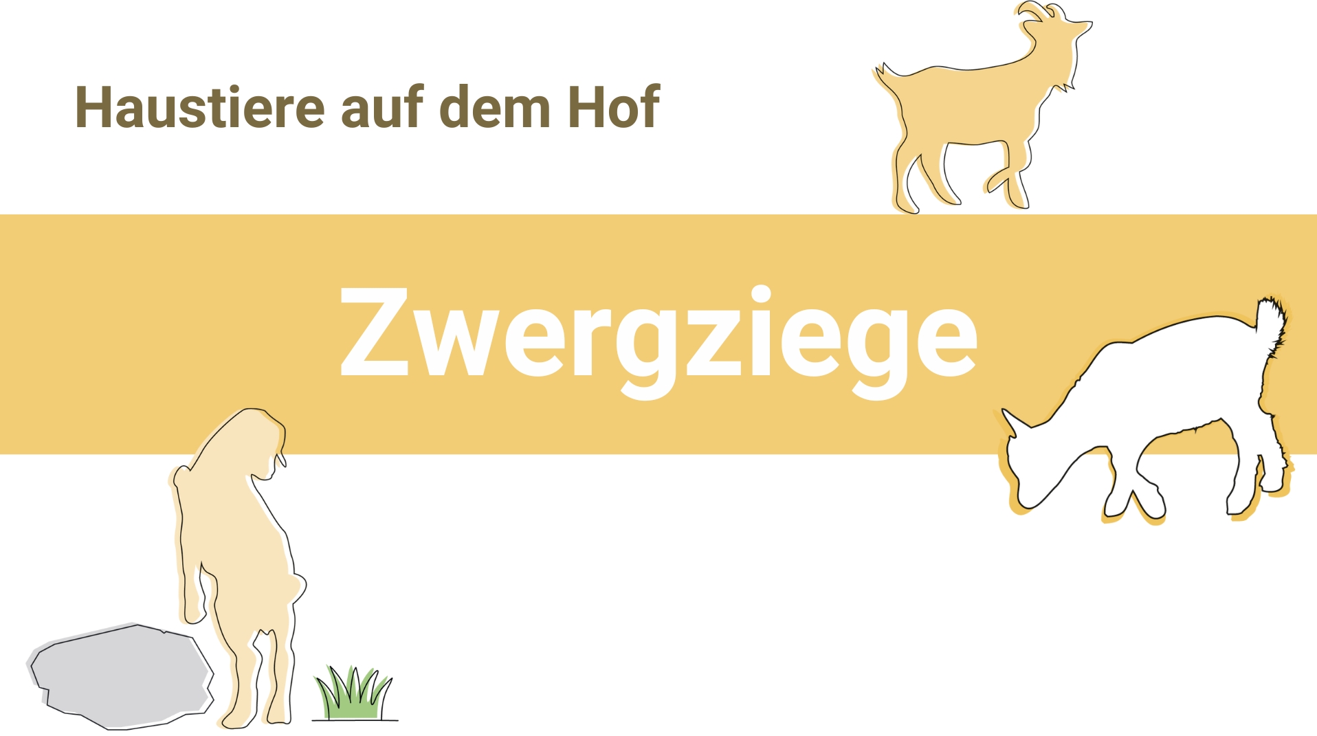 Zwergziegen klettern gern