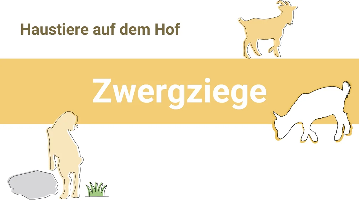 Zwergziege Zwergziegen klettern gern