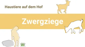 Zwergziegen sind begeisterte Kletterer. Deswegen sollte der Auslauf genügend mit Klettermöglichkeiten ausgestattet sein.
