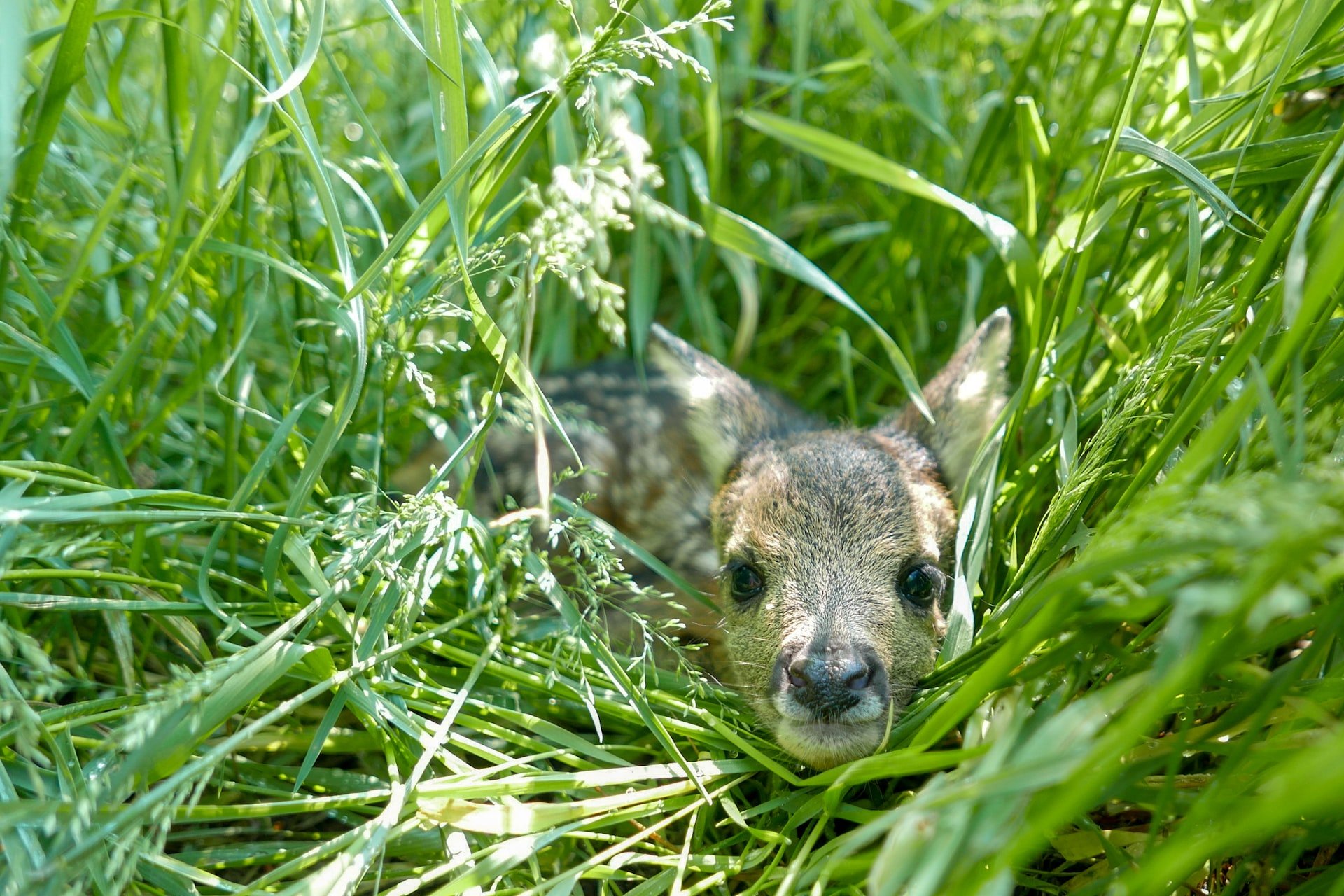 Unterstützer(innen) gesucht für die Rehkitzrettung im Kanton Thurgau
