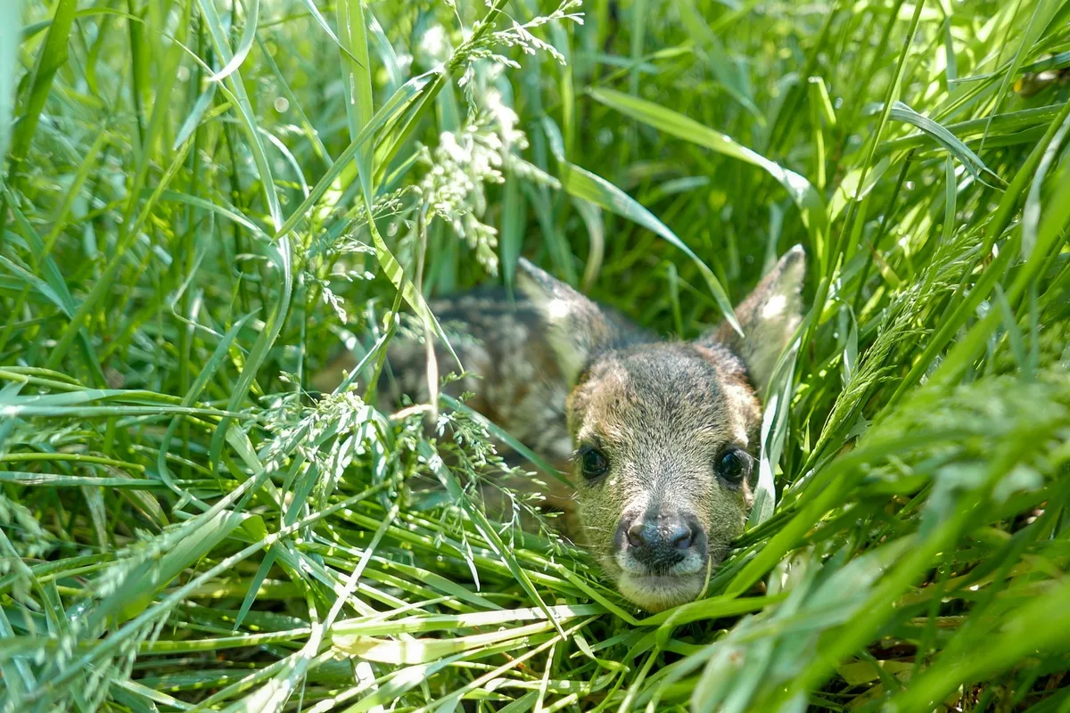 rehkitz_unsplash Unterstützer(innen) gesucht für die Rehkitzrettung im Kanton Thurgau
