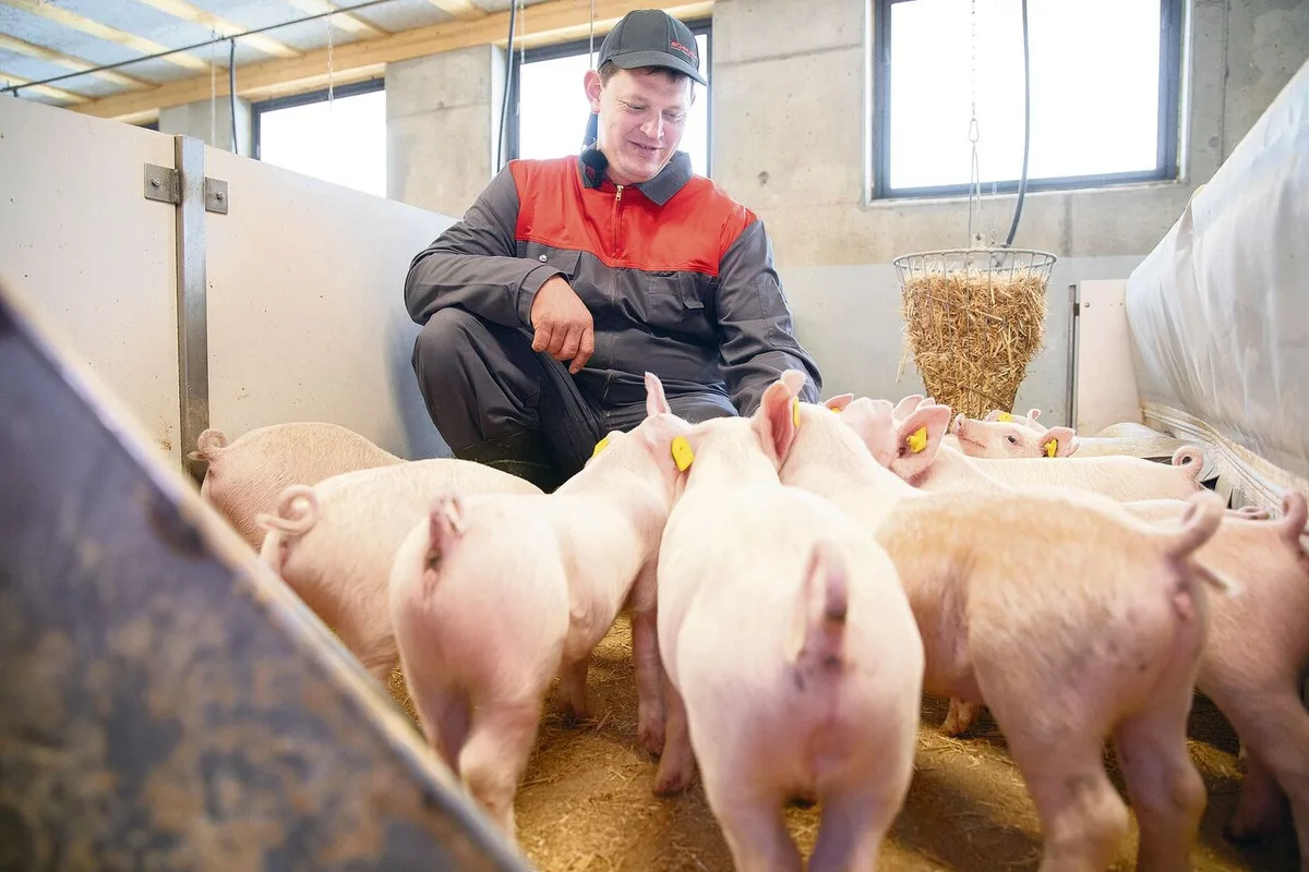 Kaspar Sigrist im neuen Schweinestall, wo emissionsmindernde und tierfreundliche Stallkonzepte realisiert wurden.