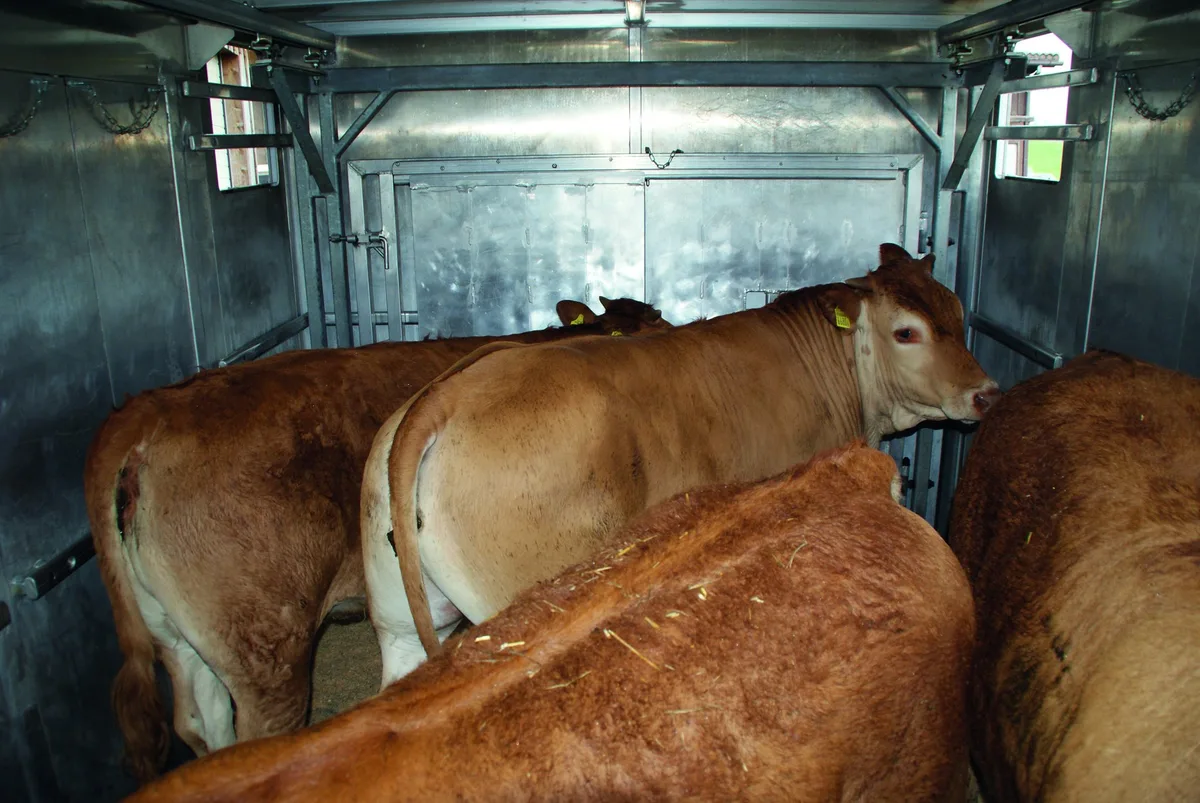 dg_21-12_sa_inforama Mehrere Rinder stehen in einem Transporter.
