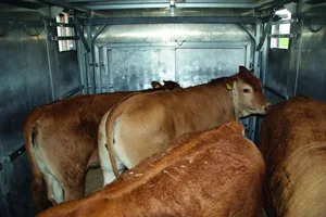 Rinder sind Herdentiere. Alleine im Transporter zu sein, bedeutet für sie grossen Stress. Dieser wirkt sich auf die Fleischqualität aus.