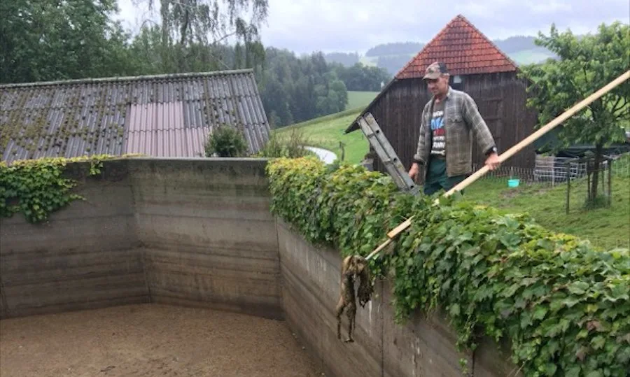2cb1642d76555b1f9247757f690cb85be67e70f2 Kurz nachdem die Milchkühe die ersten Botulismus-Symptome zeigten, schwamm der tote Fuchs in der Güllegrube auf. Daniel Käser entfernt den Kadaver. (Bild Elisabeth Käser)