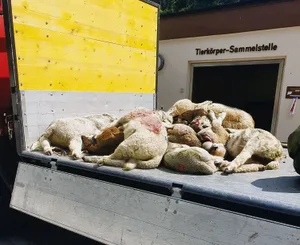 Wolfswehren werden aufgebaut, um Heim- und Alpbetriebe im Falle eines Wolfsübergriffs zu unterstützen.