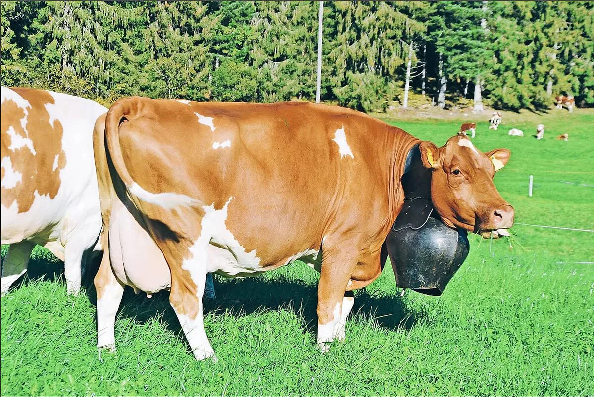 Reinrassig oder nicht? Swiss Fleckvieh debattiert den Ausschluss von C-Tieren