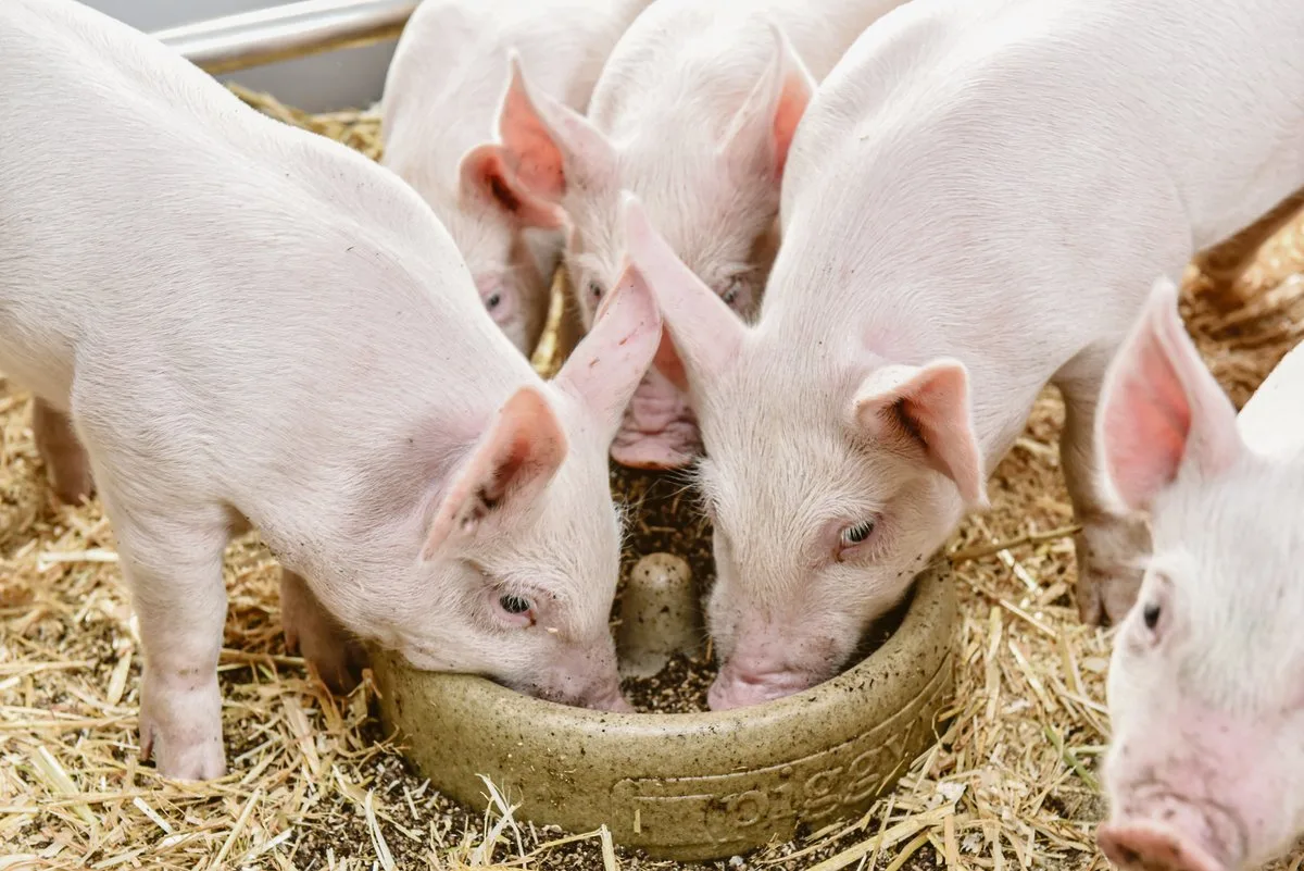 5ac7a5d4992c886c62eb598aa6ded300a31fc24e Ab der zweiten Lebenswoche ist zweimal täglich eine Handvoll Ferkelstarter in einer geeigneten Futterschale zu geben. (Bild UFA)