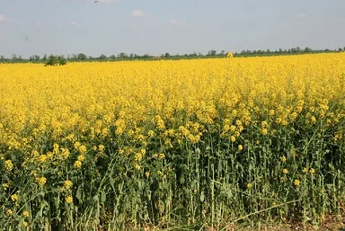 85a9f368071fa792eb45f518376b42f3871cb1ca In der EU befürchtet man ein schlechtes Rapsjahr 2019. (Bild BauernZeitung.de)