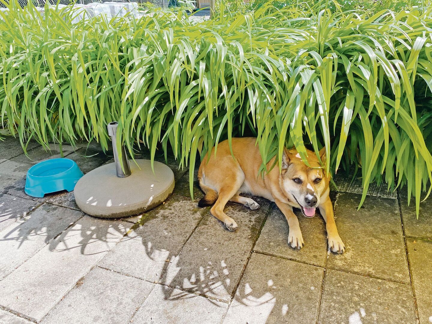 Heisse Tage im Zeichen des Hundes