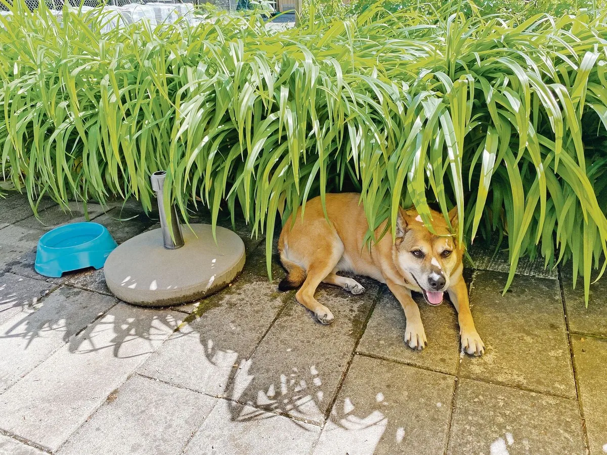 Heisse Tage im Zeichen des Hundes