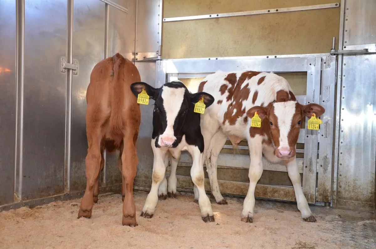 7bda8fd6ab1d90d0ff510d6e76d9da97869acb9f Das Ausfüllen der Begleitdokumente ist wichtig, denn nur gesunde Tiere dürfen zum Viehmarkt transportiert werden (Bild Aline Küenzi)