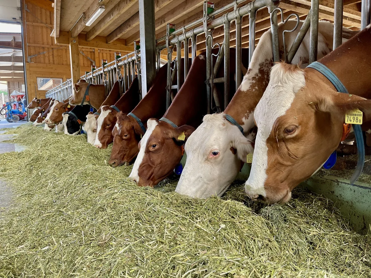 kuhstall_futter Fütterung von Kühen im Stall.