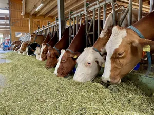 Die Schweizer Landwirtschaft steht in Sachen Tierwohl international sehr gut da. Trotzdem gibt es in der Nutztierhaltung immer noch Handlungsbedarf.