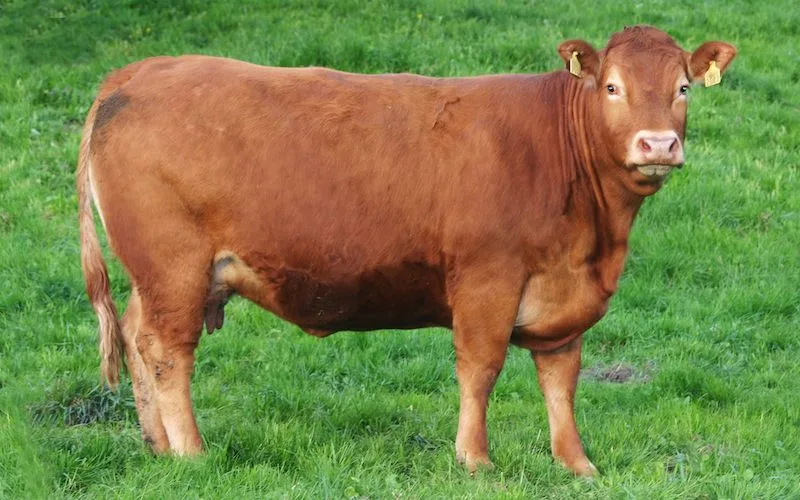 b33c2470bacf3914cae36434fda8eb802cbb76ed Als Vaterrasse seien Limousin gut geeignet, heisst es bei Mutterkuh Schweiz. (Bild Mutterkuh Schweiz)