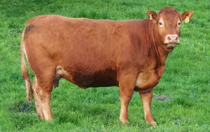 Als Vaterrasse seien Limousin gut geeignet, heisst es bei Mutterkuh Schweiz. (Bild Mutterkuh Schweiz)