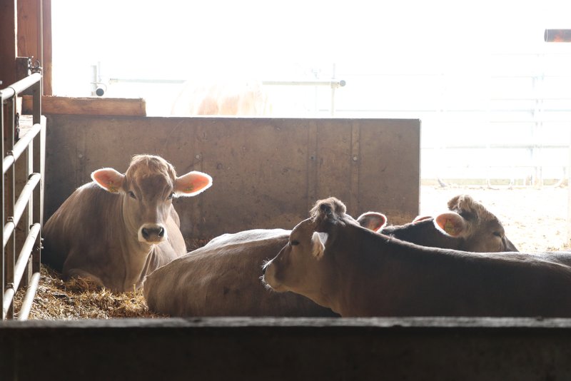 Tierseuchen