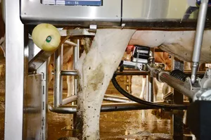 Bei Betrieben unter 25 Kühen wird ein Melkroboter immer mehr zum Thema. Die Betriebe sollten aber schon wirtschaftlich stark sein, bevor investiert wird und abklären, ob nicht mehrere Betriebe die Milchwirtschaft zusammen betreiben wollen. (Bild BauZ)
