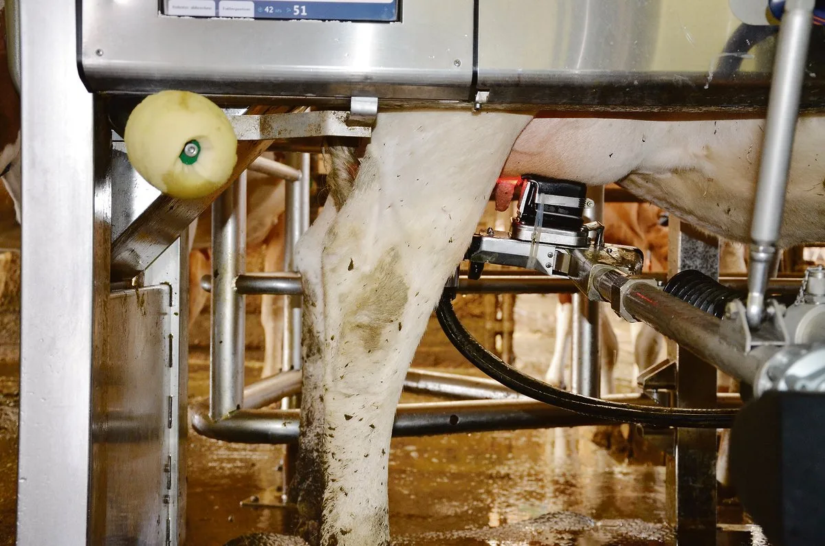 8262c09eb417aeff9155f6d7b0ceec275b5853a1 Bei Betrieben unter 25 Kühen wird ein Melkroboter immer mehr zum Thema. Die Betriebe sollten aber schon wirtschaftlich stark sein, bevor investiert wird und abklären, ob nicht mehrere Betriebe die Milchwirtschaft zusammen betreiben wollen. (Bild BauZ)