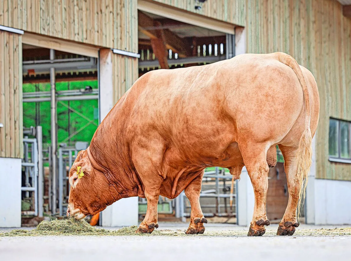 c2626b76b233a218923ba17149bf9d1658be79c7b91df8c7f0a8bb6ecda8b7d8 Hoch im Kurs: Haribo ist der von Swissgenetics meistverkaufte Limousinstier im letzten Geschäftsjahr.