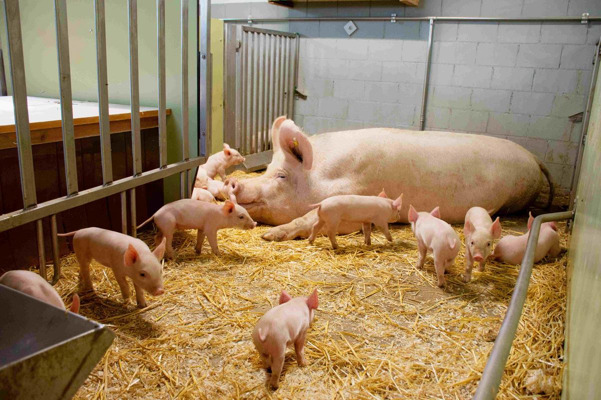 QM-Schweizer Fleisch nur noch ohne PMSG