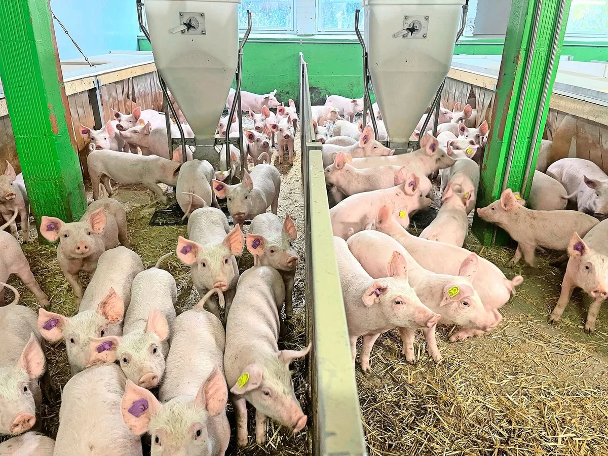 Sins führt zum Absterben der Schwanzspitzen bei Saugferkeln und Jagern. Davon sind diese Gruppen aber nicht betroffen.