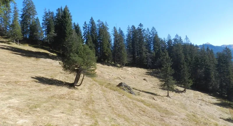 80f9a26ead32823d5c99c6d294fe9f12d6ed0ecc Die Moorwälder der Ibergeregg im Kanton Schwyz bilden zusammen mit den mosaikartig dazwischenliegenden offenen Moorflächen eine eigentliche Moorwaldlandschaft. Diese Waldgebiete fussen auf feuchtnassen Böden und können in ihrem Charakter mit anderen borealen Feuchtwäldern (z.B. in Skandinavien) verglichen werden. (Bild Pixabay)