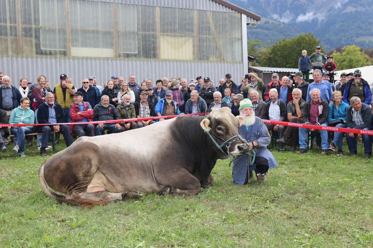 261009_Obwaldner Kantonalviehschau 061.JPG Daniel Enz und sein Prachtsmuni Jubilar werden wegen eines Auftritts im Ring schon lange nicht mehr nervös. Bei der Misterwahl der diesjährigen Obwaldner Kantonalviehschau machte der achtjährige Stier kurz mal Pause.