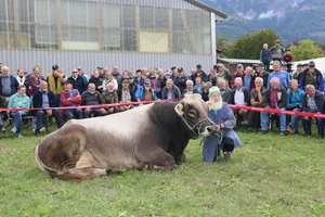 Daniel Enz und sein Prachtsmuni Jubilar werden wegen eines Auftritts im Ring schon lange nicht mehr nervös. Bei der Misterwahl der diesjährigen Obwaldner Kantonalviehschau machte der achtjährige Stier kurz mal Pause.