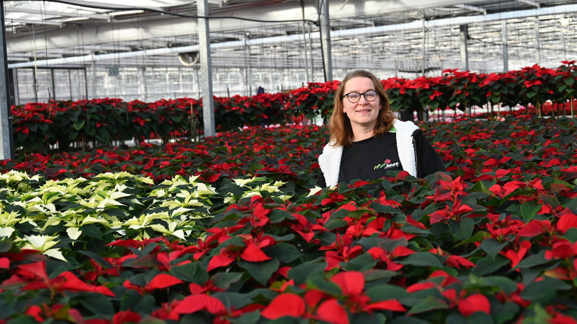 Von Afrika zu Suisse Garantie: Weihnachtssterne aus der Schweiz