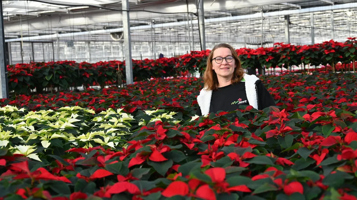 Ein_Blütenmeer_für_die_Augen._Im_Gewächshaus_reihen_sich_Weihnachststerne_an_Weihnachtssterne._Die_Produktionsplanung_beginnt_für_Sandra_Schüpbach_bereits_im_Januar. Von Afrika zu Suisse Garantie: Weihnachtssterne aus der Schweiz