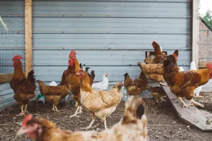 Um eine Ansteckung von Hausgeflügel zu verhindern, muss der Auslauf auf einen vor Wildvögeln geschützten Bereich beschränkt werden.