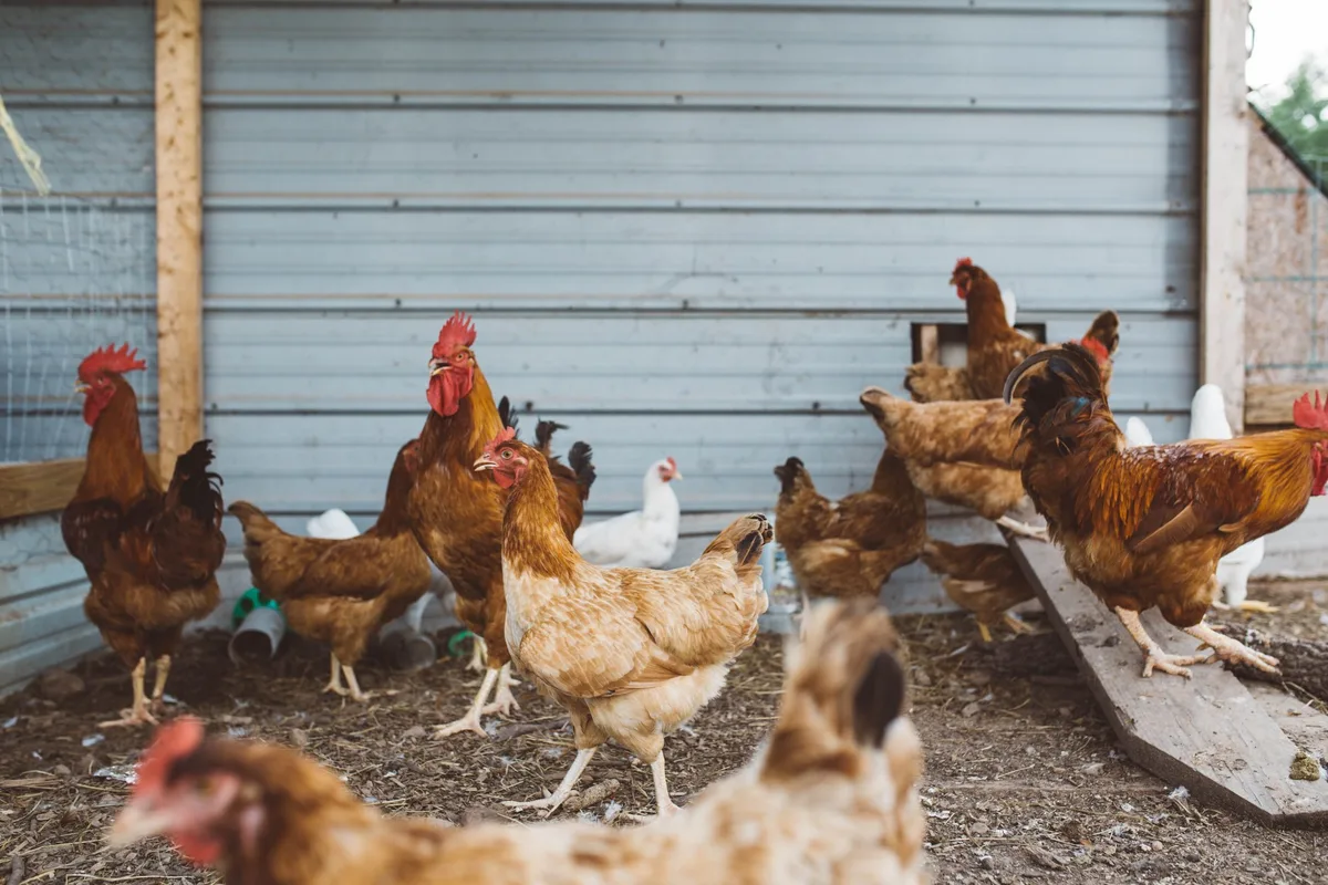 brooke-cagle-EenUxvVltMs-unsplash Bund verlängert Schutzmassnahmen gegen die Vogelgrippe bis Mitte März