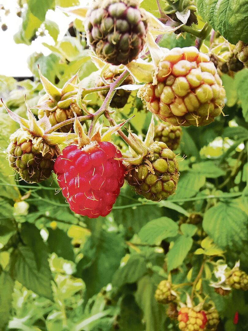 Bei den Beeren besteht durch Aktionen und Rabatte ein grosser Preisdruck. Dies, obwohl Beeren bei den Konsumenten sehr beliebt sind.