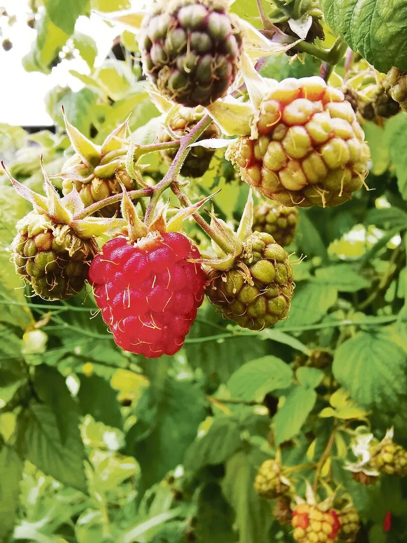 Bei den Beeren besteht durch Aktionen und Rabatte ein grosser Preisdruck. Dies, obwohl Beeren bei den Konsumenten sehr beliebt sind.