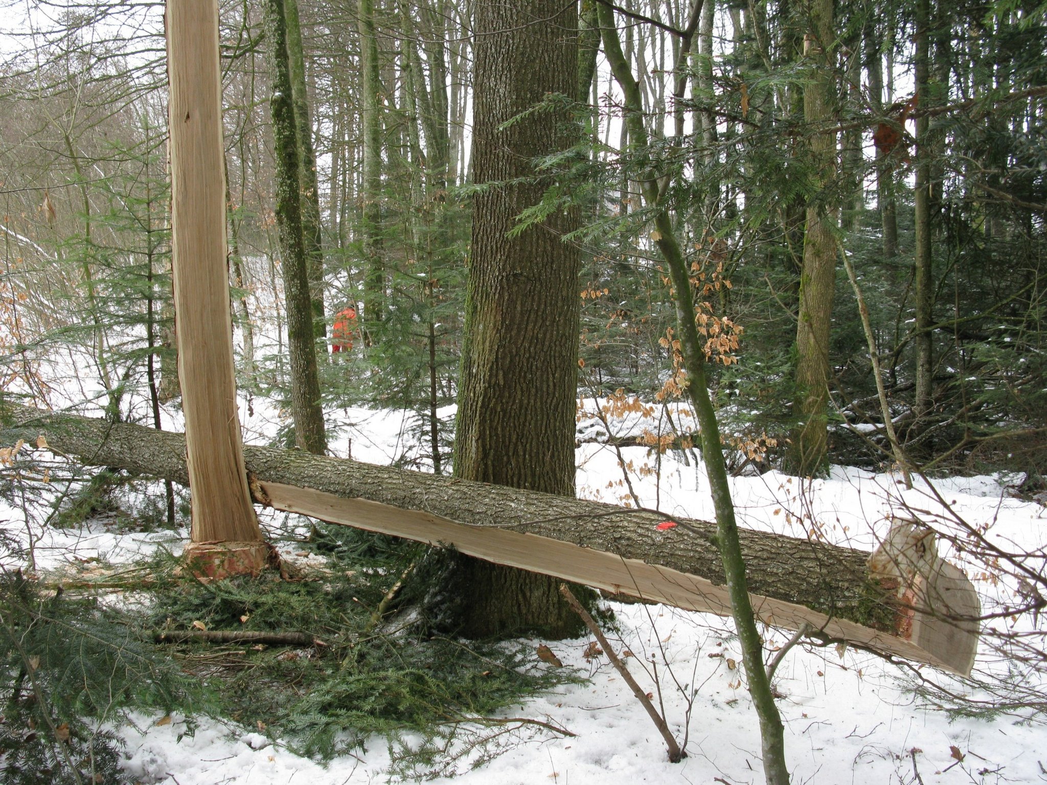 Ein schiefer Baum wird lieber nicht leichtfertig gefällt