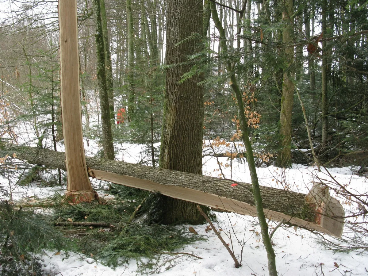 20220322_fachartikel_spezialfa__lle_in_der_holzerei_bildquelle_bul Ein schiefer Baum wird lieber nicht leichtfertig gefällt
