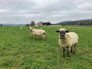 Insbesondere im letzten Trächtigkeitsdrittel sollte auf eine eher kalziumarme Futterration geachtet werden, schreibt unsere Fachfrau.