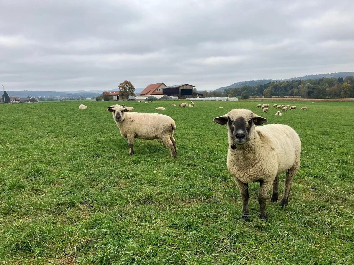 SymbolbildFadF Weshalb sollen tragende Auen trotz erhöhtem Bedarf kalziumarm gefüttert werden?