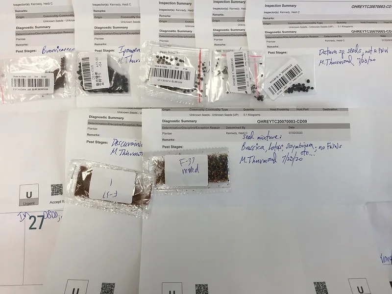 965456559ac4190676a9ef3663b07a3a2d516d14 Die Päckchen enthalten verschiedene Pflanzensamen, die man derzeit zu identifizieren versucht. (Bild USDA)