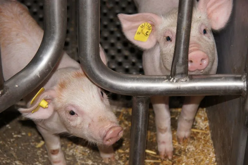 35bd90c607af87539f08c598536770ca95b99dc7 Die Geflügel- und Schweinegrippe haben eine hohe Bedeutung in der Landwirtschaft. (Smybolbild ji)